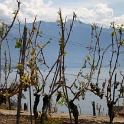 Vignes grelees Lavaux - 023